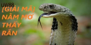 Nằm mơ thấy rắn đánh số gì là rắn đen